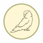 Papageien Trainer